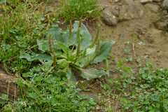 Plantago major